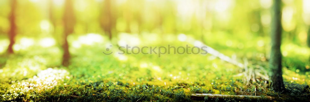 Similar – Image, Stock Photo 700 I want to sow it on every fresh bed