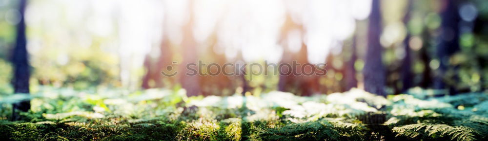 Similar – Image, Stock Photo morning glory Nature Sun