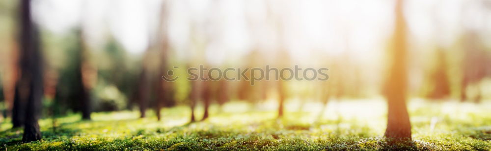 Similar – Forest on the background of the sun’s rays in the spring