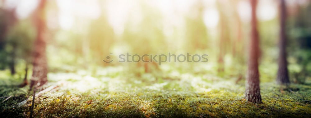 Similar – Image, Stock Photo |||||||| Nature Landscape