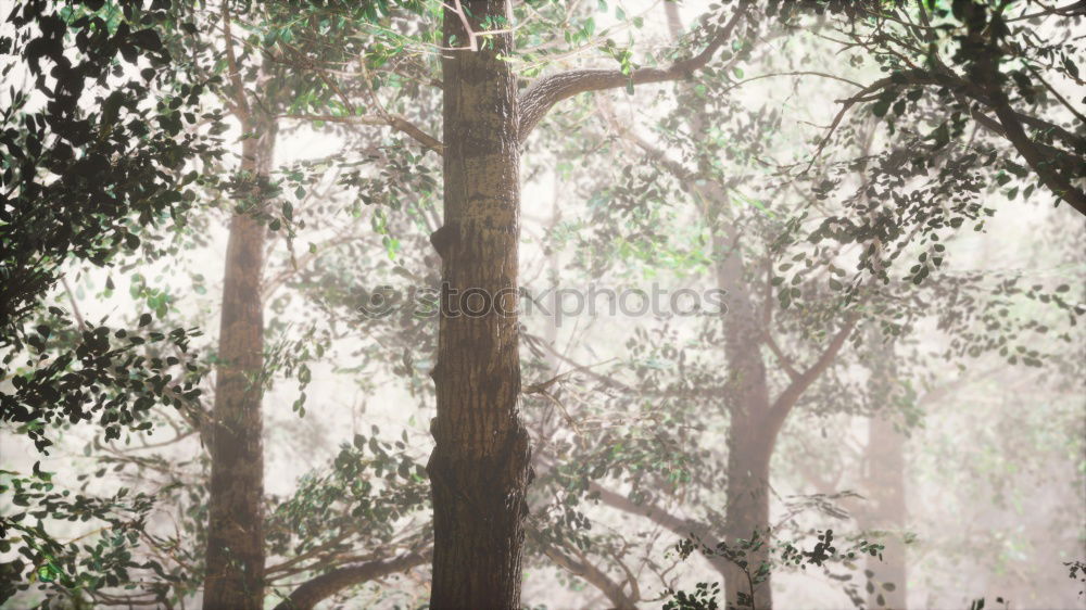Similar – Image, Stock Photo Blackwood Forest