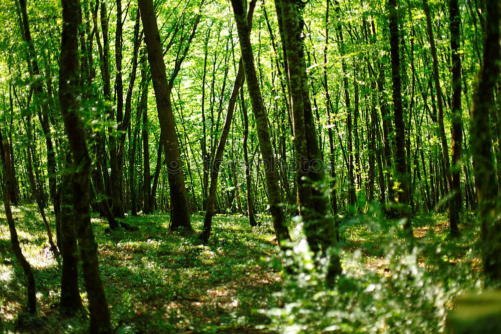 Similar – Image, Stock Photo aberrations Forest Mystic