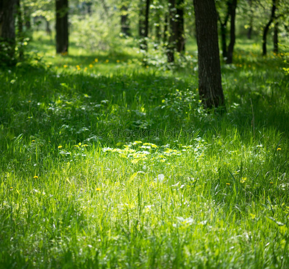 forest ground Woodground