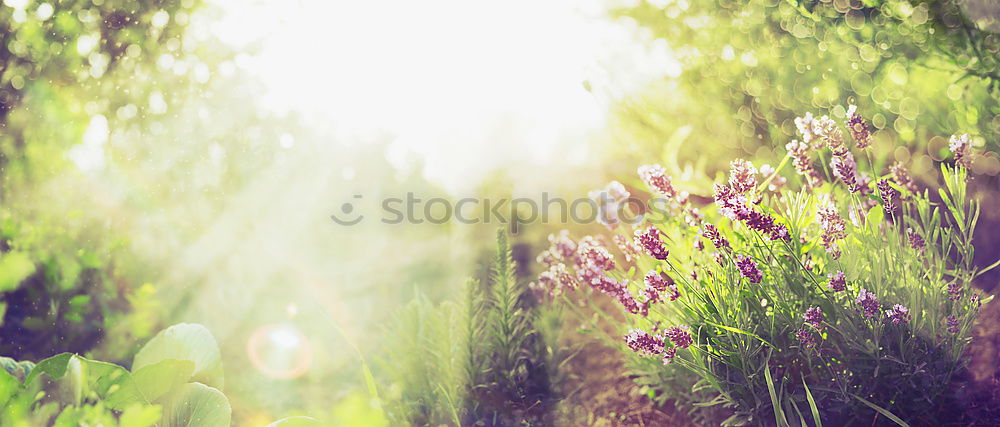 Similar – Wild sage on nature background