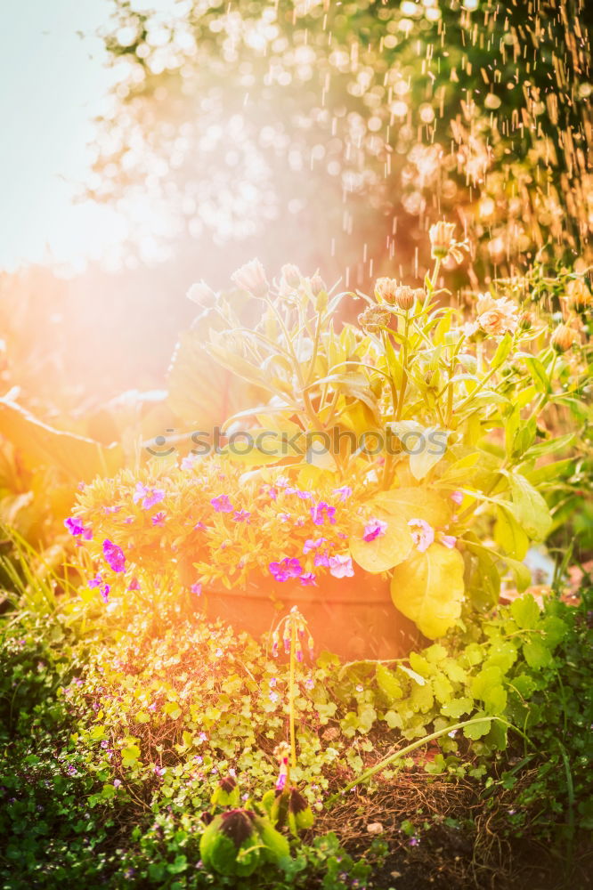 Similar – Image, Stock Photo Poppy seed II Wayside