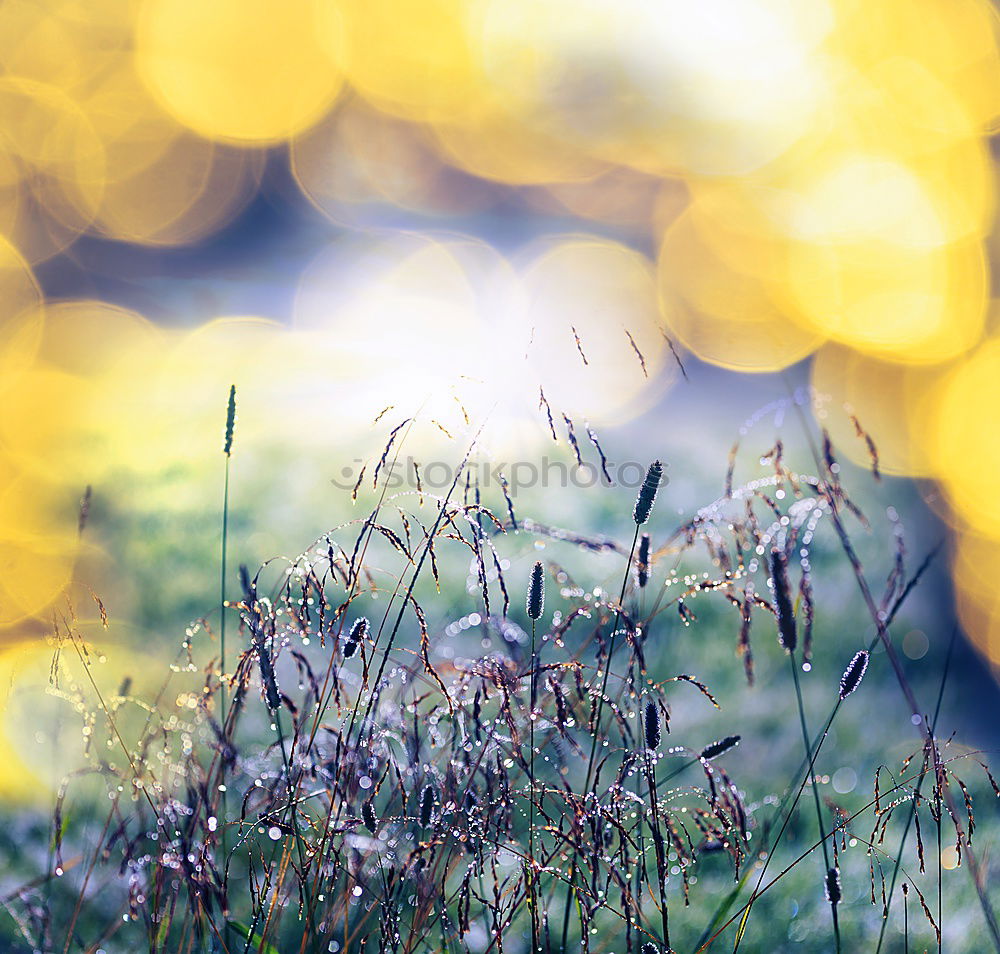 Similar – Image, Stock Photo lawn edge Exterior shot