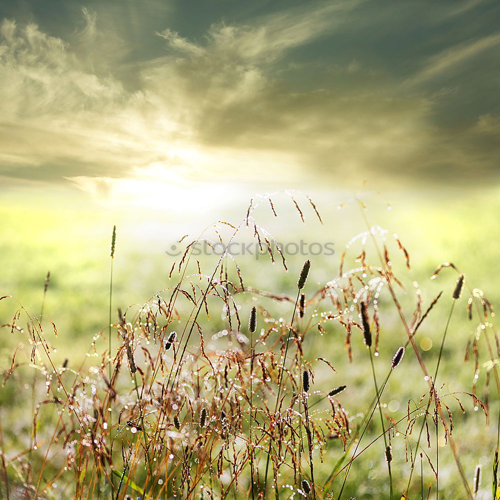 Similar – Foto Bild Im Wind stehn Gesundheit