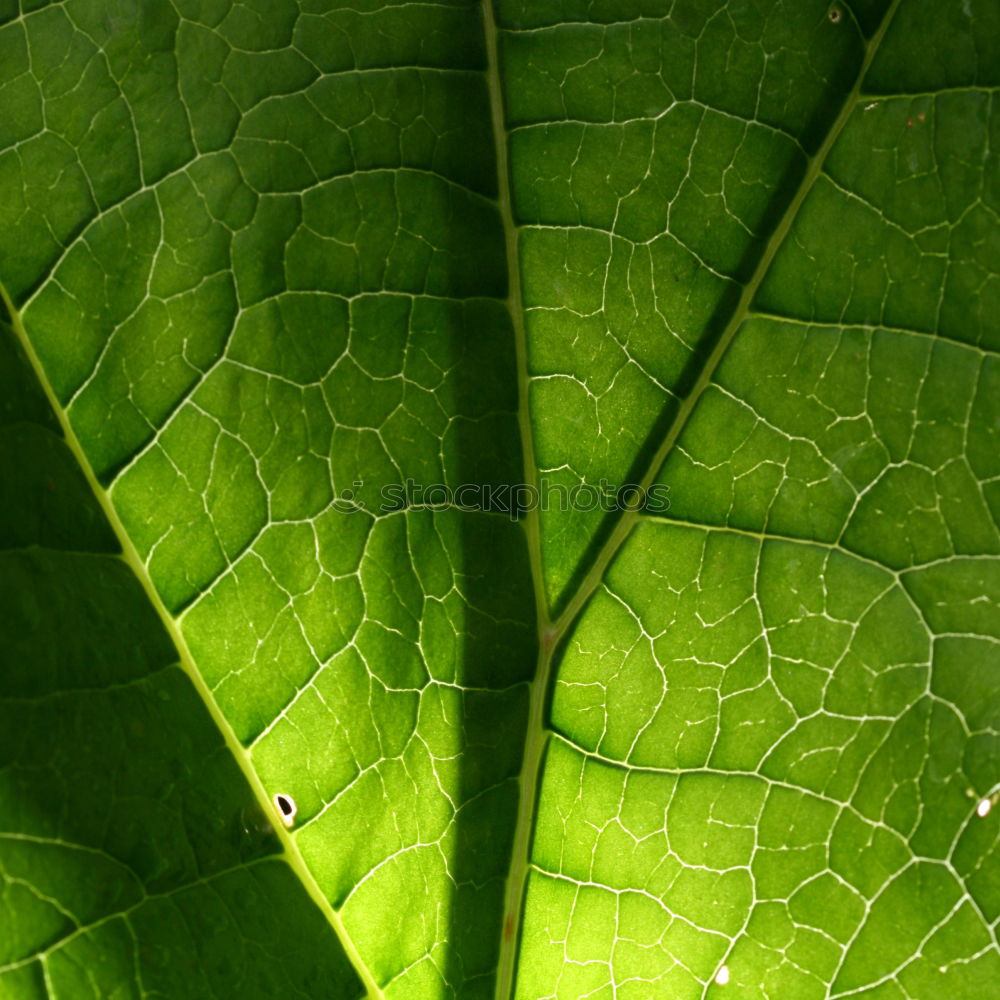 Similar – rose petal Leaf