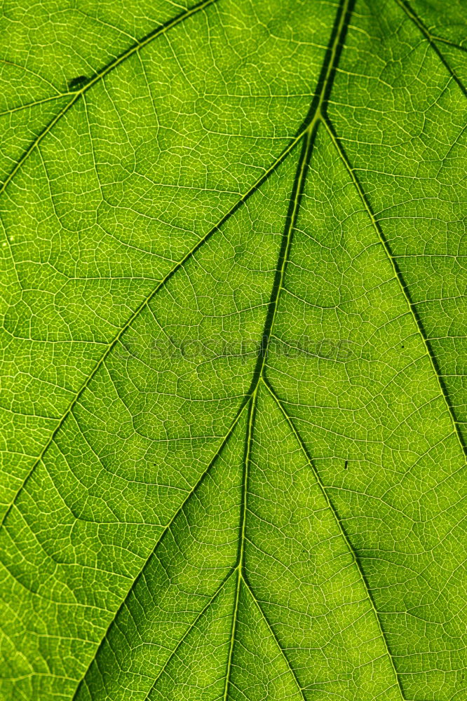 Similar – Image, Stock Photo chestnut leaves Leaf Tree