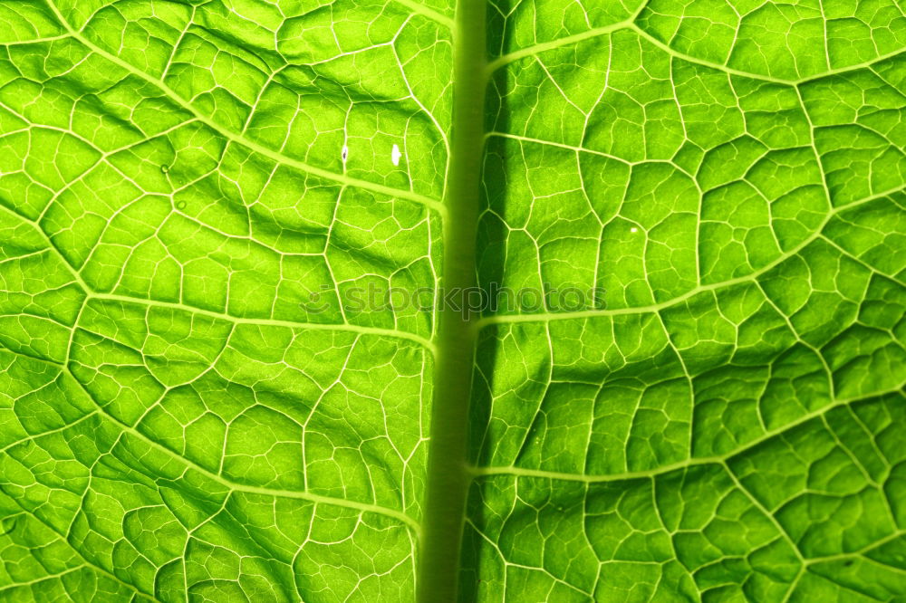 Similar – savoy cabbage