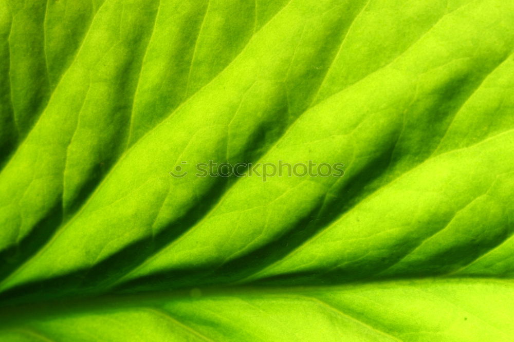 Similar – Image, Stock Photo leaf shadow in green Hosta