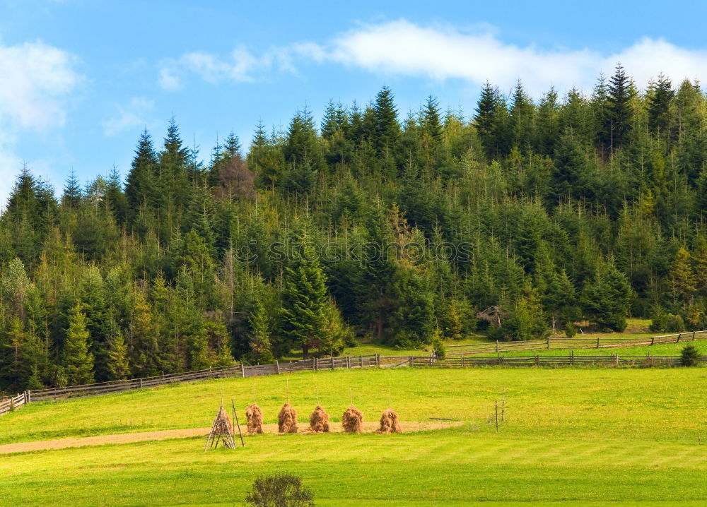 Similar – Horses in forest on green meadow