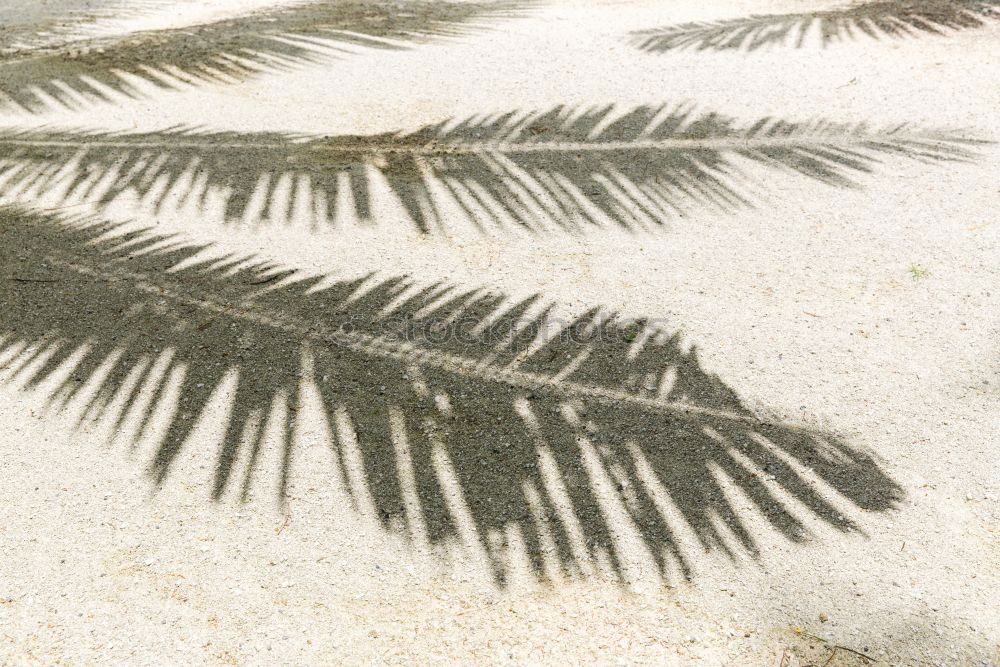 Similar – Three palm branches on neutral ground