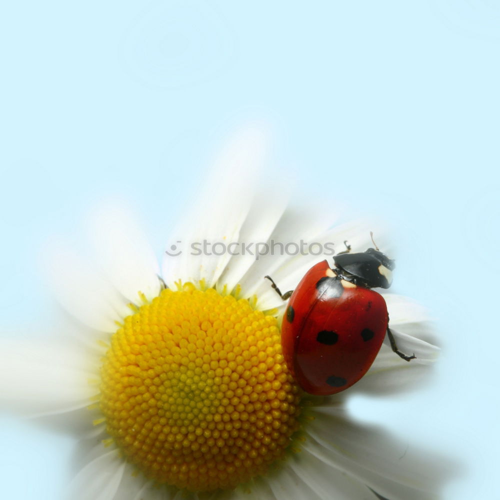 Similar – Image, Stock Photo of bees and flowers Joy