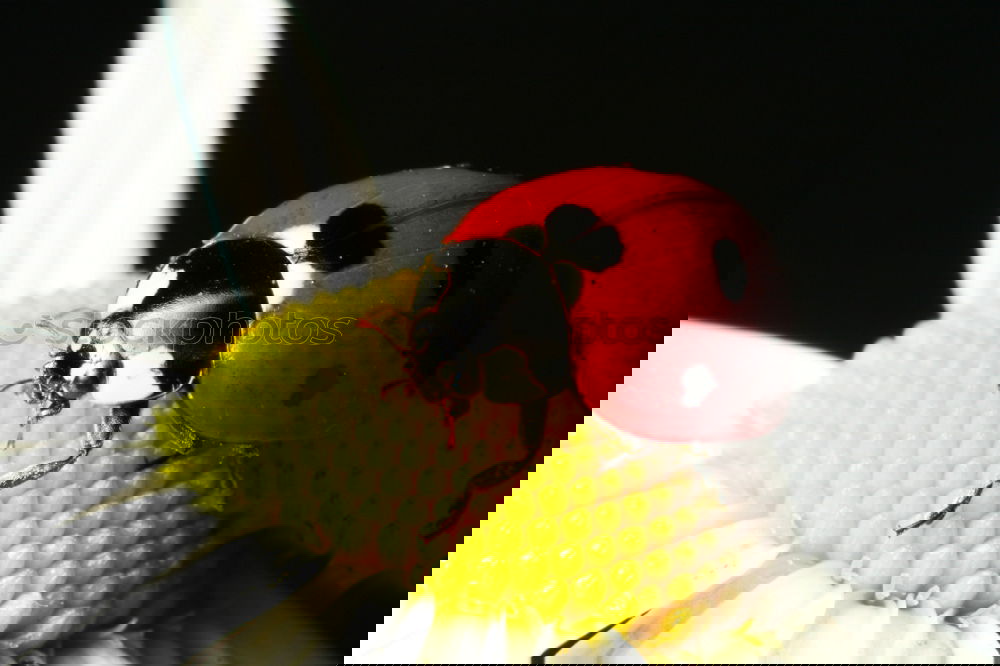 Similar – Foto Bild summ summ summ bienchen summ herum