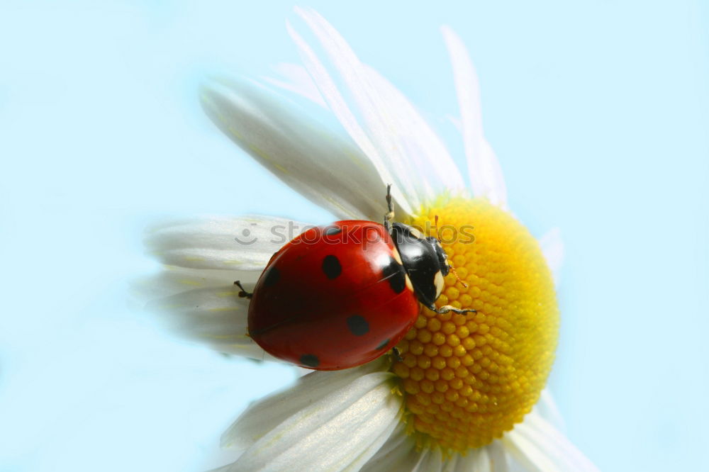 Similar – Image, Stock Photo Ladybird IV Colour photo