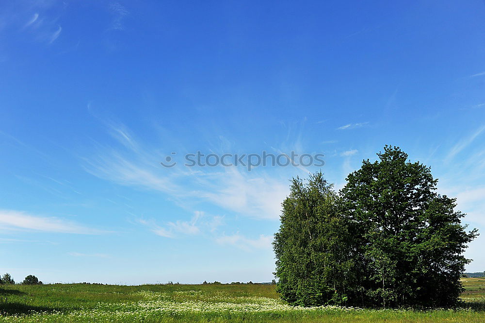 Similar – Baum unter Strom grün