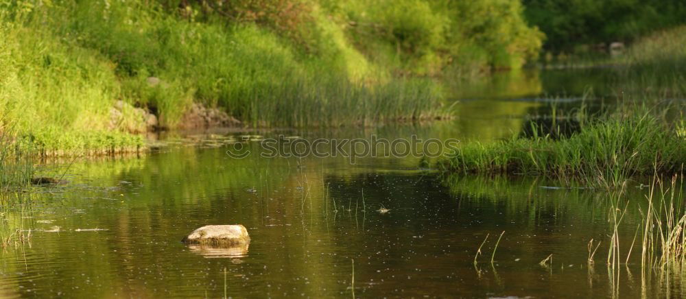 Similar – Foto Bild Siesta auf der Wiese Natur
