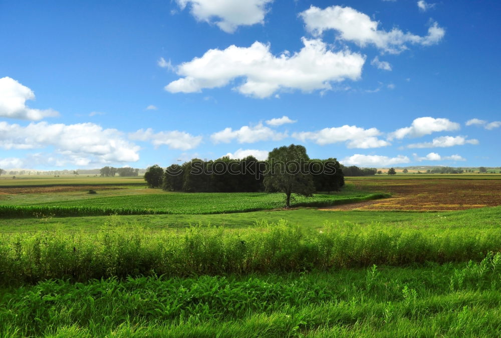 One shed 2 Barn Field