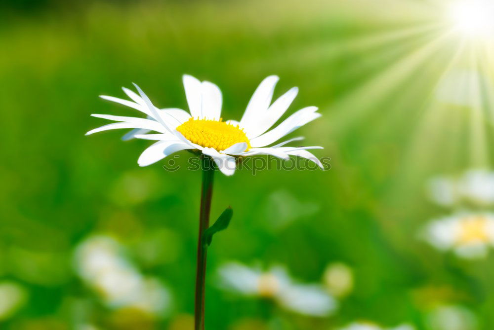 Foto Bild Grüne Wiese Garten Umwelt