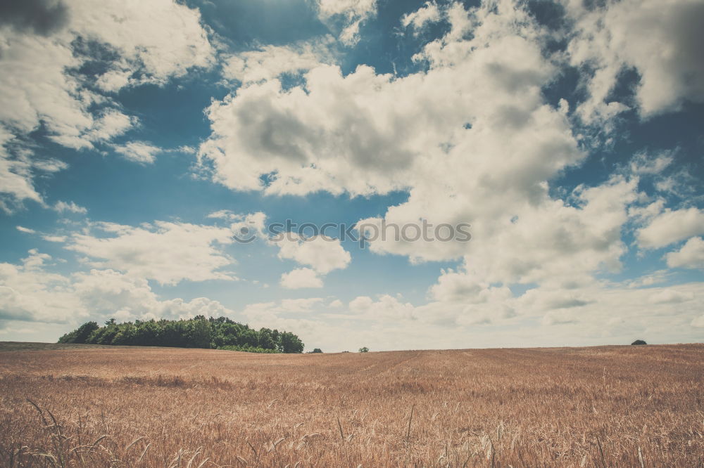 Similar – autumn weather Agriculture