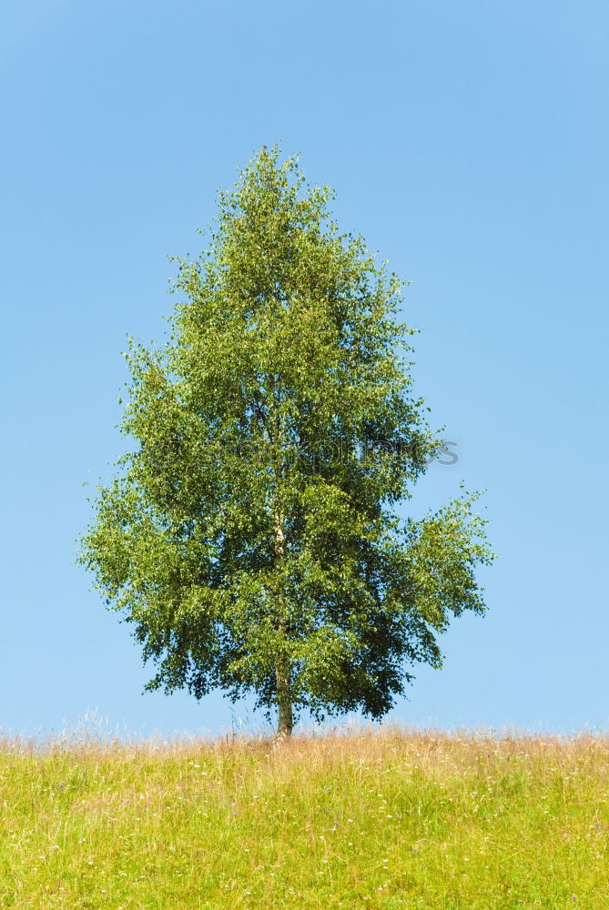 Similar – Single pair of trees in autumn foliage