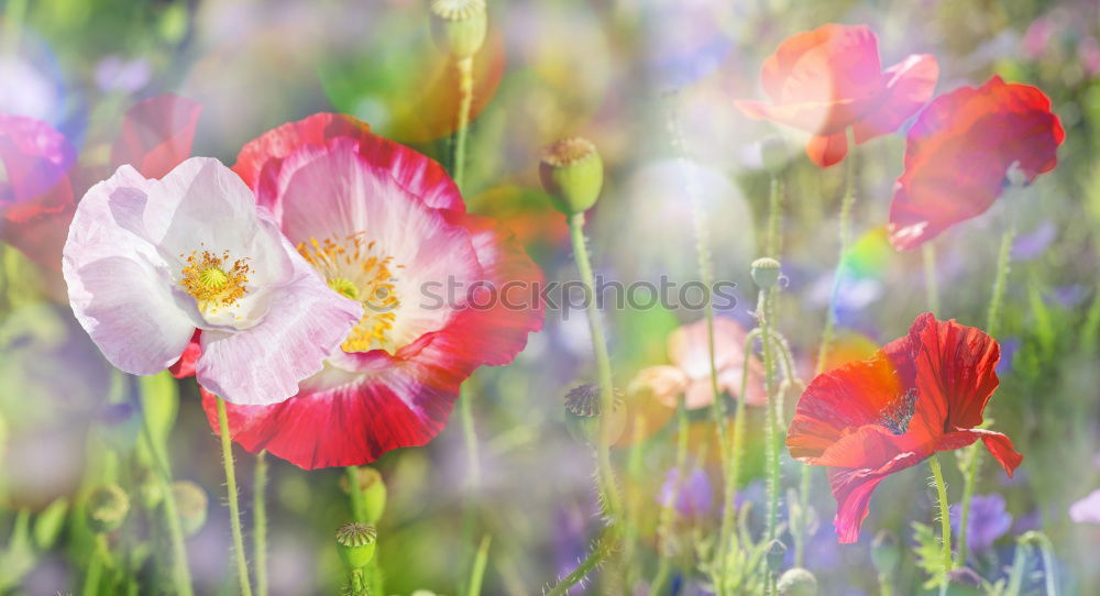 Similar – Foto Bild blümchen Blume Wiese