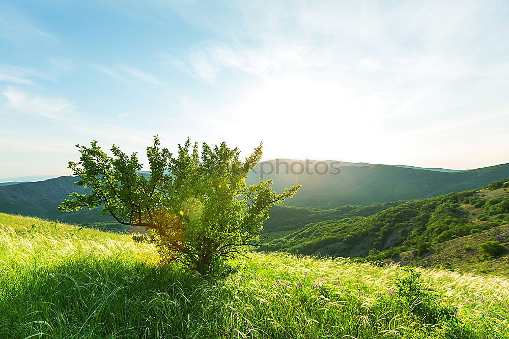 Similar – Weinberg Natur