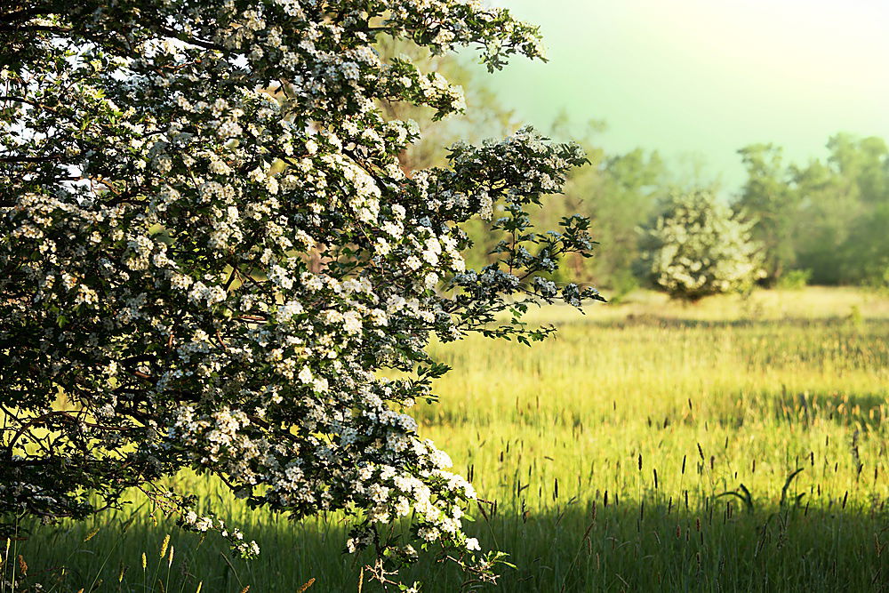 Blooming apple orchard with yellow dandelions in spring