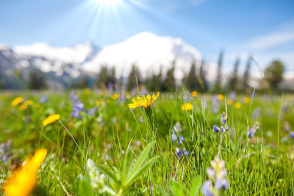 Similar – Foto Bild Tirol Natur Landschaft