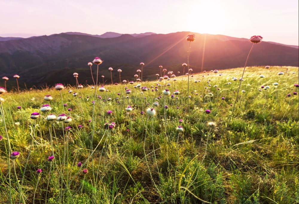 Similar – Image, Stock Photo alpine meadow Environment