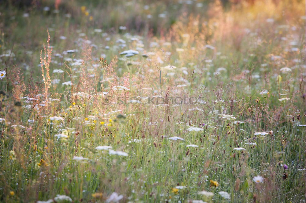 Image, Stock Photo Roadside. Environment