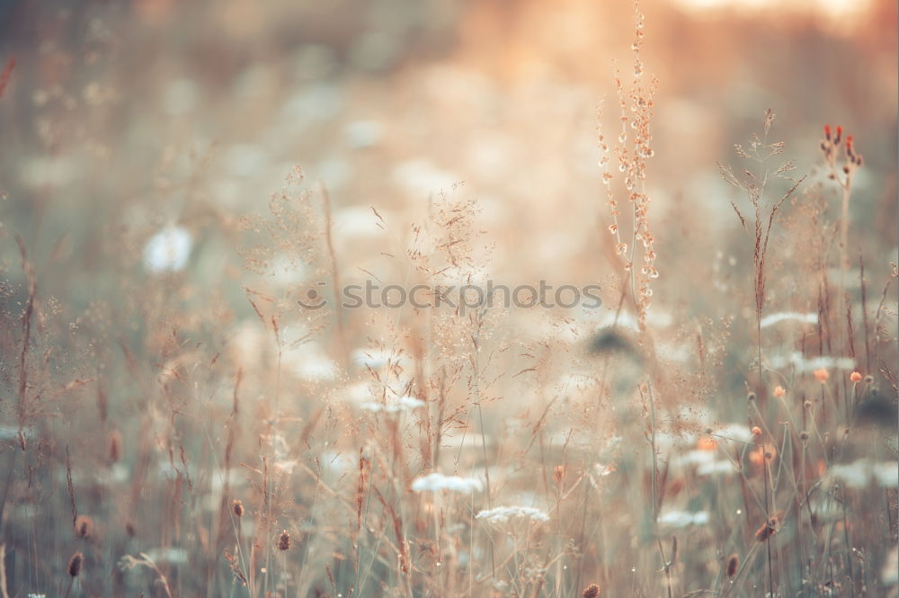 Similar – Image, Stock Photo Grass in a mysterious play of light