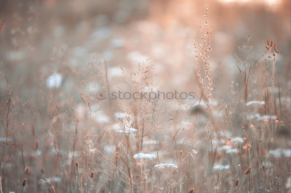 Image, Stock Photo Dune grass with drops of water