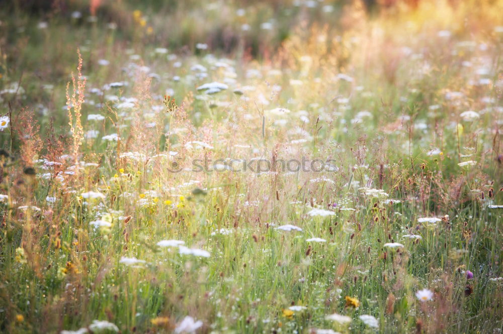 Similar – Image, Stock Photo Grasland Grass