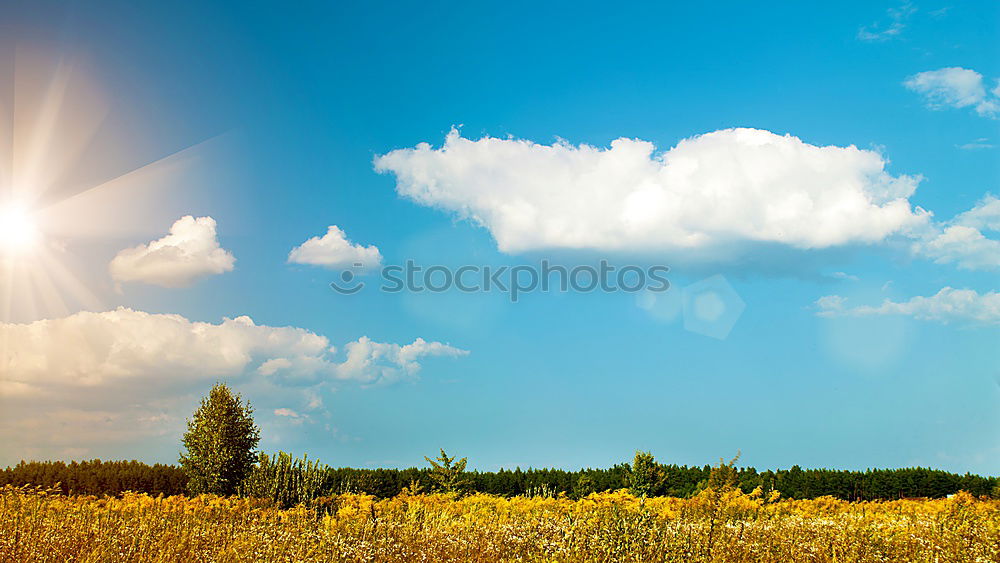 Similar – Foto Bild Blumenwiese Wiese
