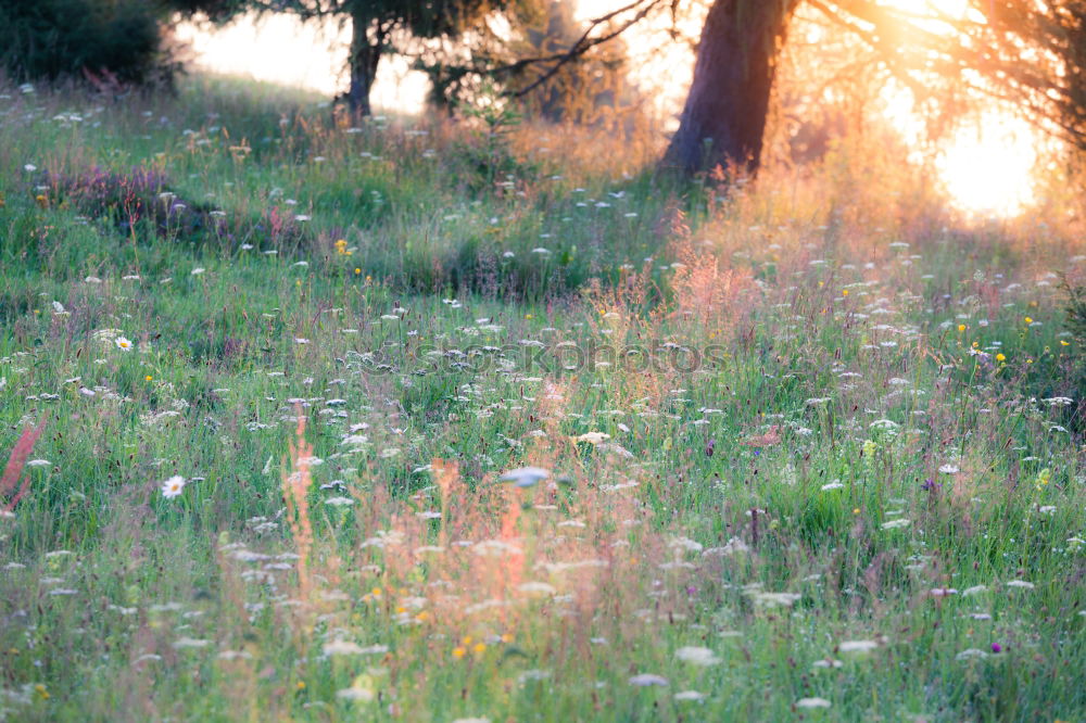 Similar – im gras liegen Wiese Gras