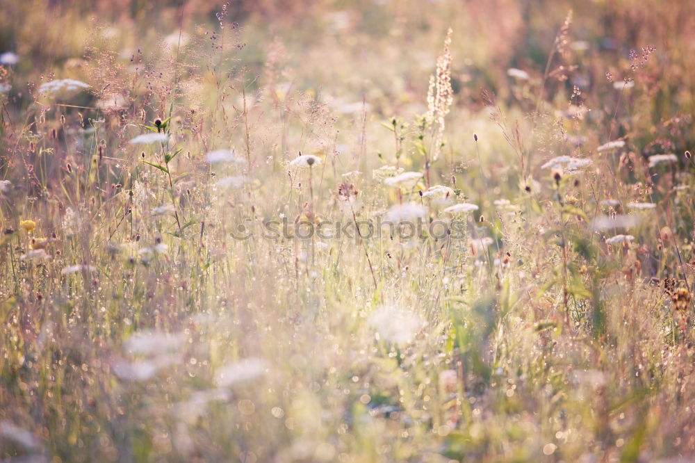 Similar – Image, Stock Photo Roadside. Environment