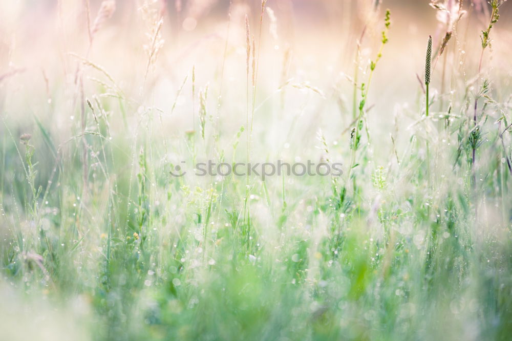 Similar – spring fever Meadow Flower