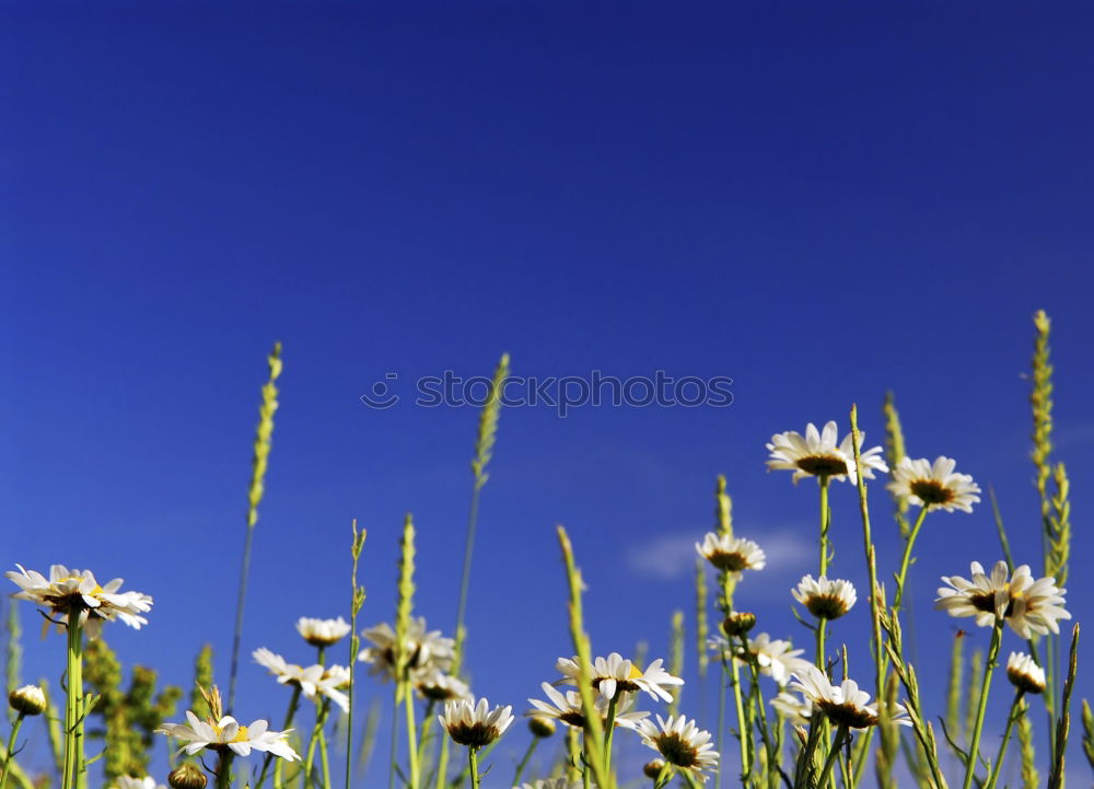 Similar – high up Flower Yellow