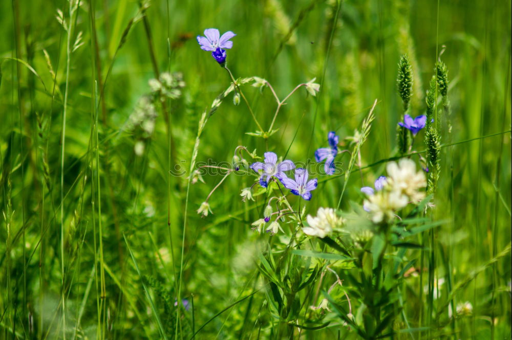 Similar – Foto Bild Biene und Blume Sommer