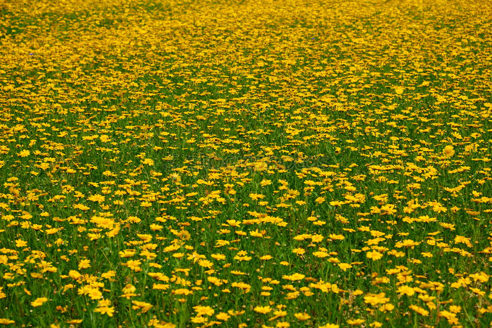 unendliche blumenwiese