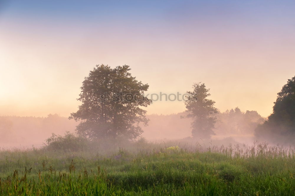 Similar – Himmel, Nebel, Gras & Bäume