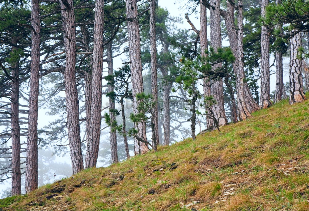 Similar – pinaceae I Tree Forest