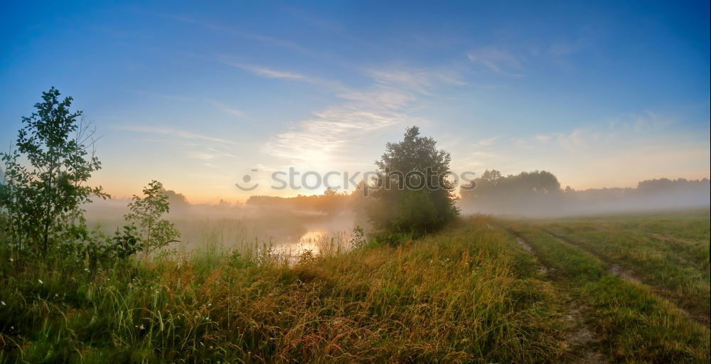 Grasses in the morning mist