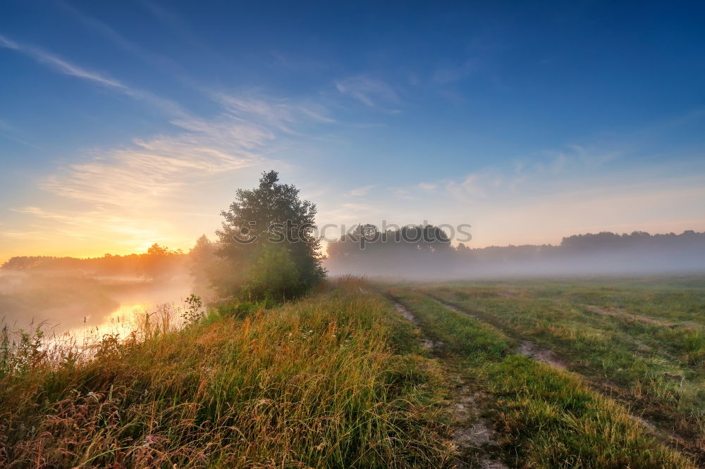 Similar – Grasses in the morning mist