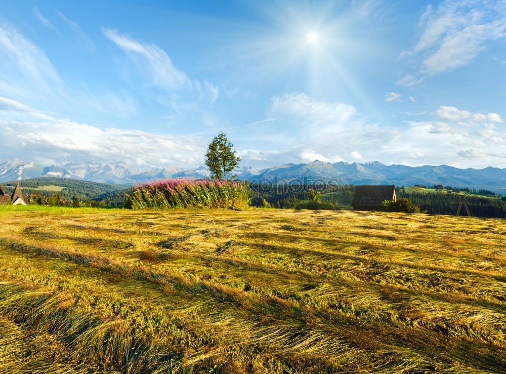 Similar – Image, Stock Photo Vineyards in Trento in autumn