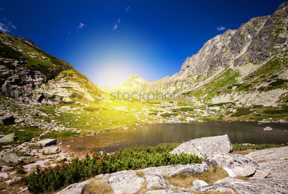 wildflowers on mountain near alpine lake, Allgau Alps, Germany