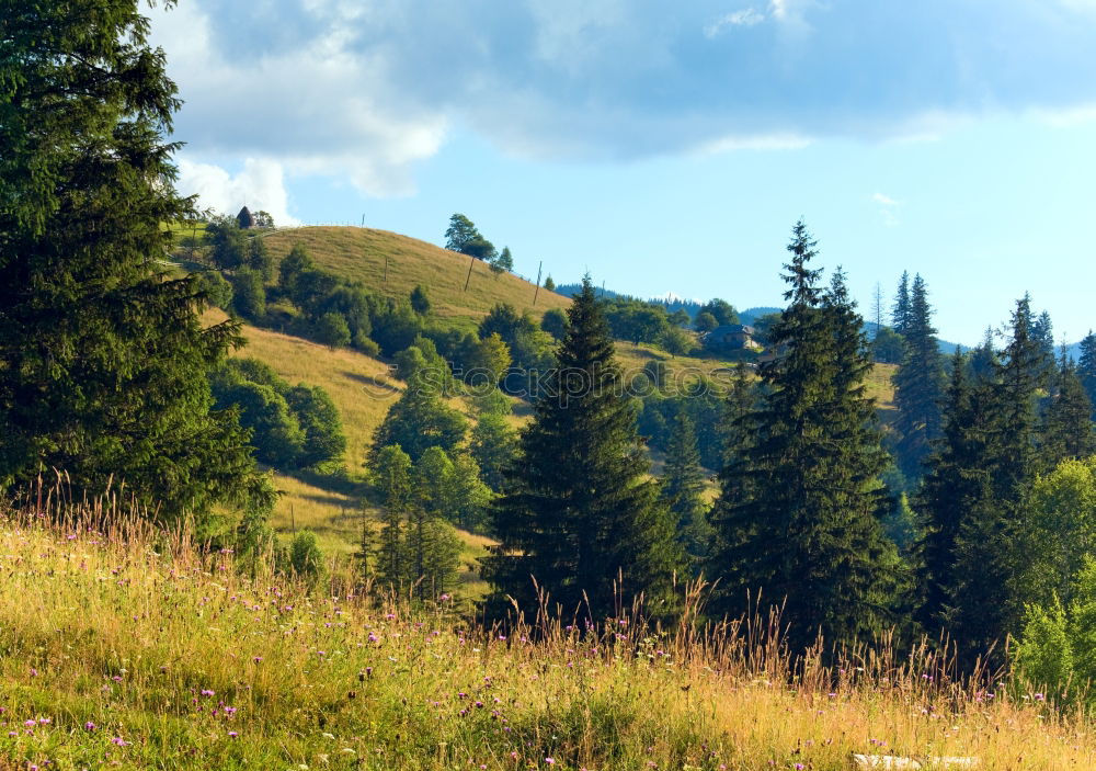 Similar – Horses in forest on green meadow