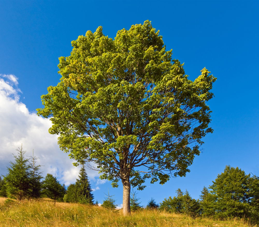 Similar – Mein Freund der Baum…